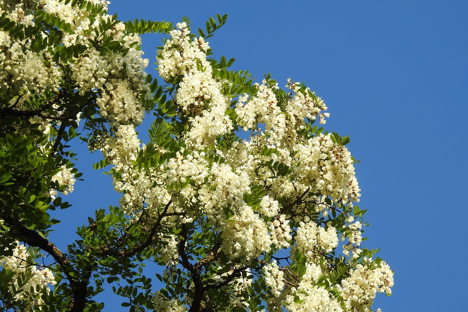 цветет дерево белой акации