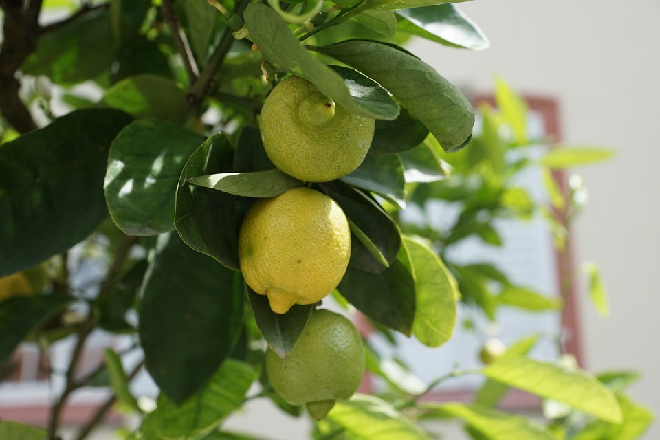 дерево лимона дома