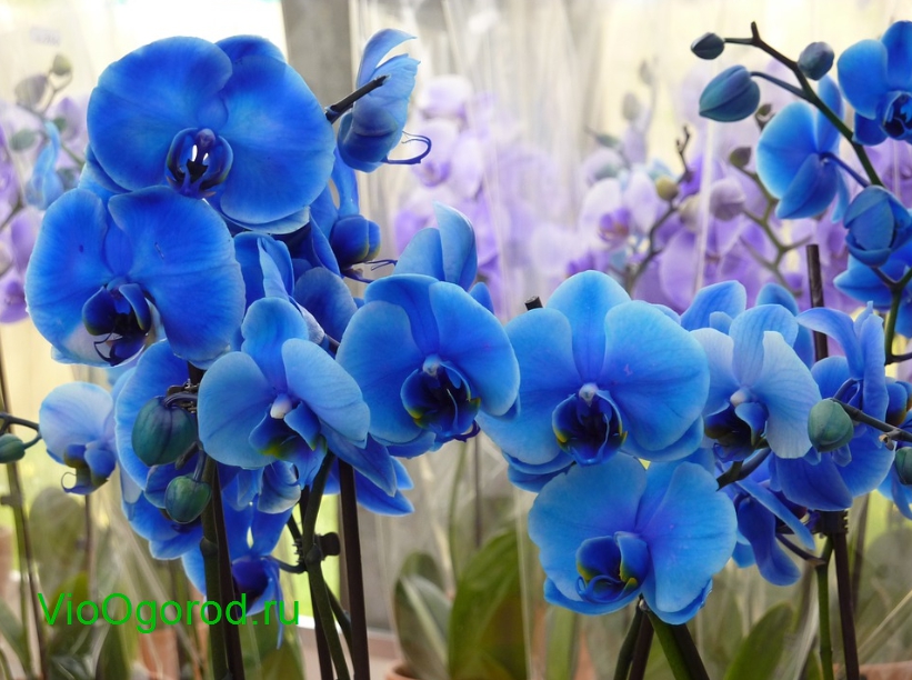 синяя орхидея купить