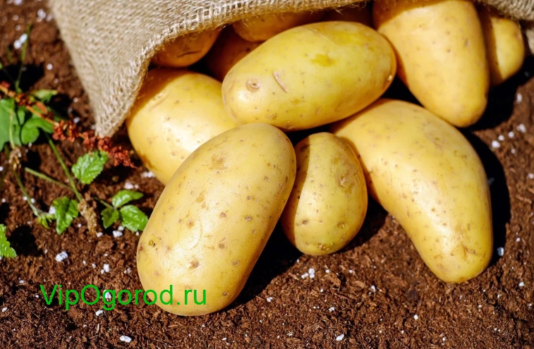 Правильный Сбор урожая картофеля