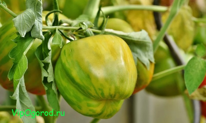 Как предотвратить растрескивание плодов томатов