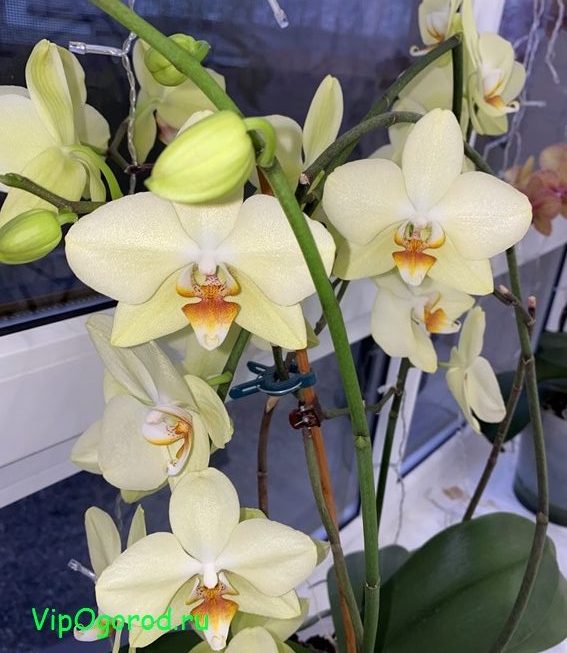 Как поливать орхидею Фаленопсис?