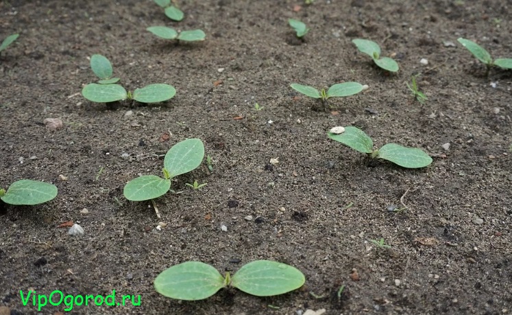 Посев и выращивание рассады кабачков