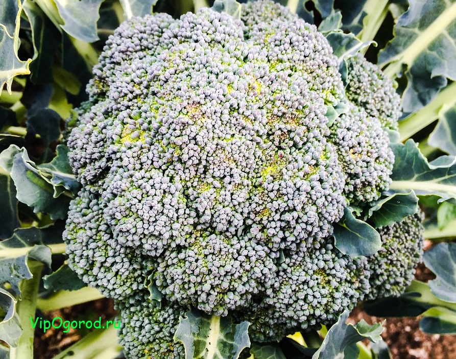 Выращиваем брокколи на даче - рассада, посадка в грунт