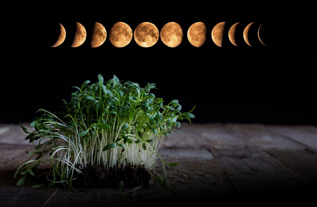 лунный календарь огородника