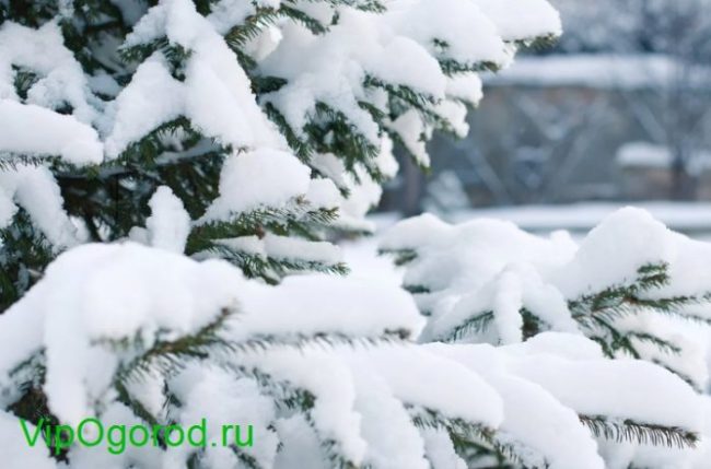 народные приметы зимы в России