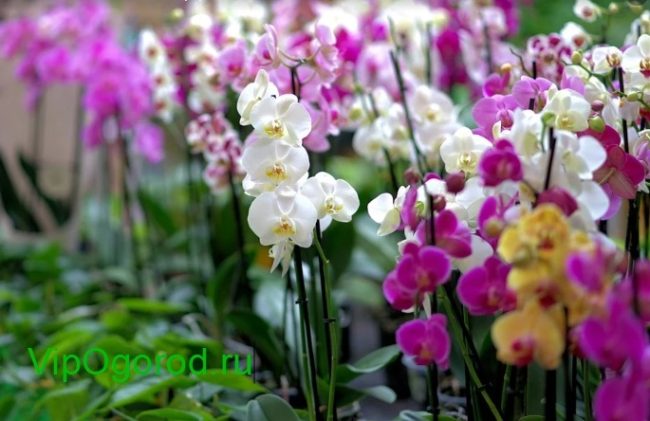 орхидея как правильно выбрать