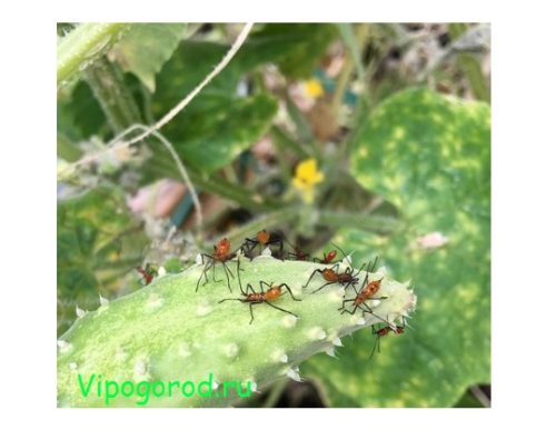 Враги на грядке: защищаем огород от насекомых-вредителей