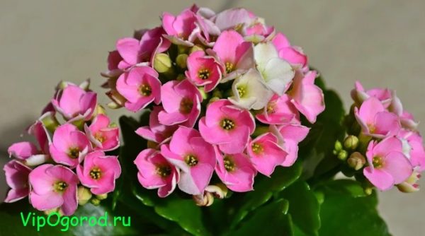 Каланхоэ популярный горшечный цветок - как выращивать каланхоэ в домашних условиях