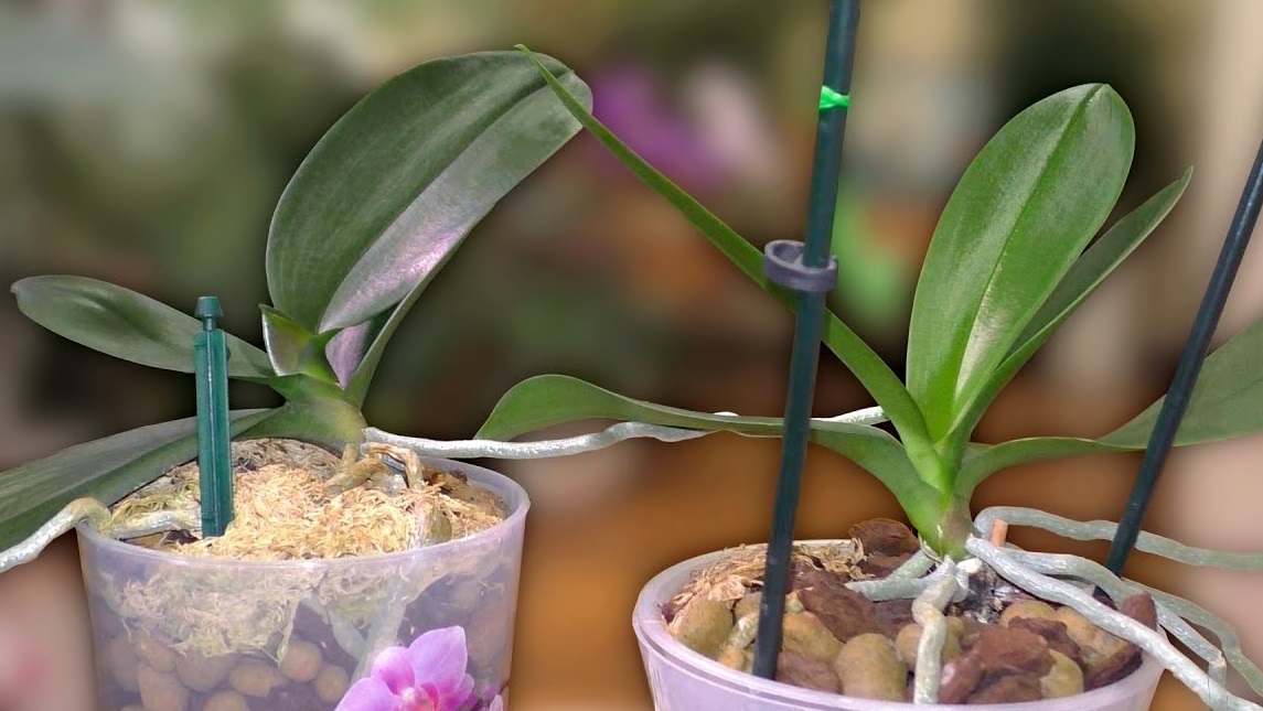 как отсадить детку орхидеи правильно