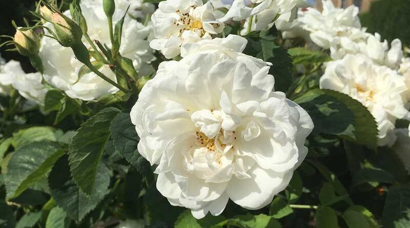 белая роза Альба