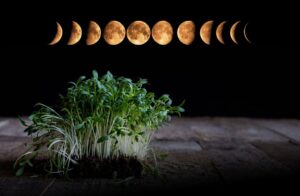 лунный календарь огородника
