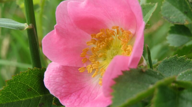 Роза Эглантерия розовая